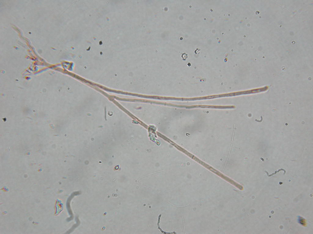 Oggi N� 2... 12 Giugno 2010